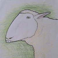 20240803_Schaf
